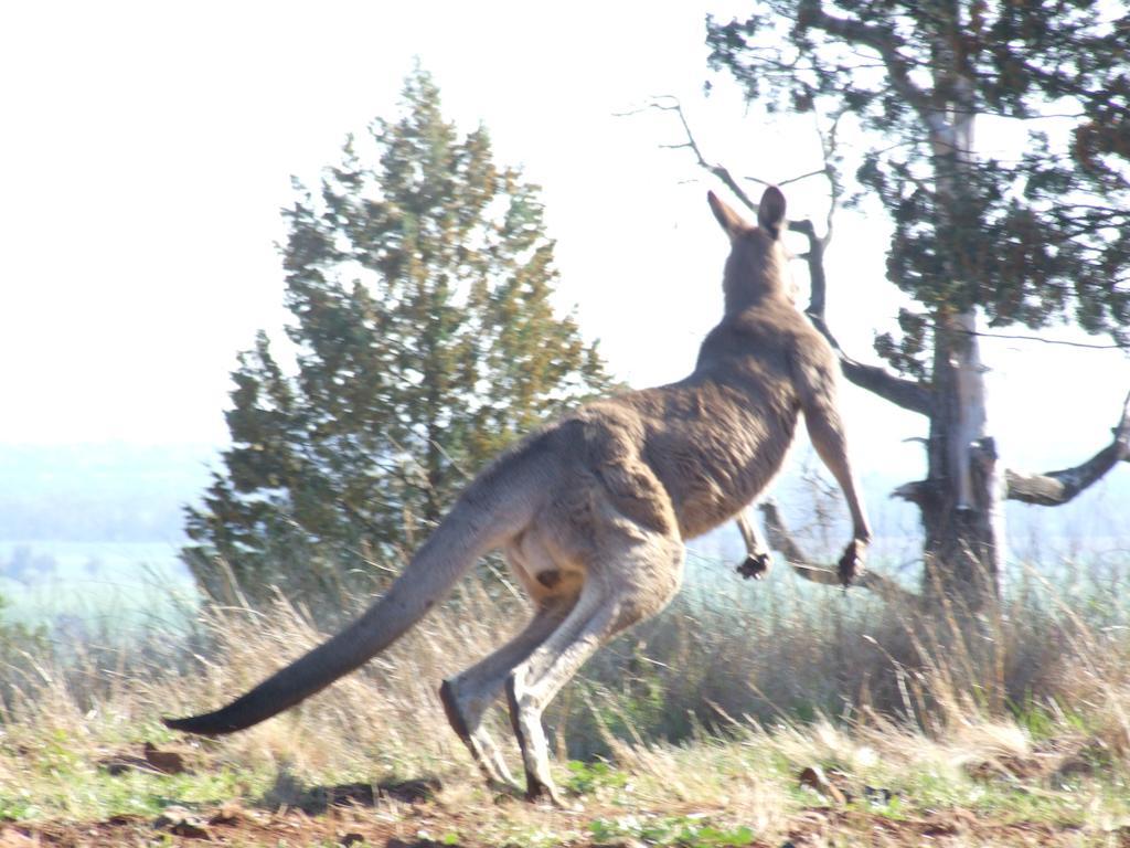 Bulwarra Bed & Breakfast Dubbo Extérieur photo