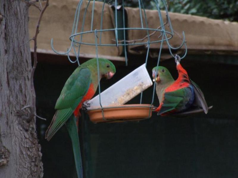 Bulwarra Bed & Breakfast Dubbo Extérieur photo